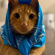 Melon is registered to the contest to win money with this photo: animal, blue_bandana, cat, closeup, curious, cute, domestic_cat, ears, floor, fur, head_covering, indoor, looking_at_camera, orange_cat, paws, pet, portrait, soft_light, tabby, whiskers