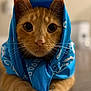 animal, blue_bandana, cat, closeup, curious, cute, domestic_cat, ears, floor, fur, head_covering, indoor, looking_at_camera, orange_cat, paws, pet, portrait, soft_light, tabby, whiskers
