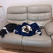 Moka a rejoint le concours — aidez-le/la à gagner de superbes lots ! animal, black_and_white_dog, blanket, cabinet, cat, christmas_tree, couch, cozy, decorations, dog, domestic, floor_tiles, fur, home_interior, leather_couch, living_room, pet, resting, sleeping, tabby_cat