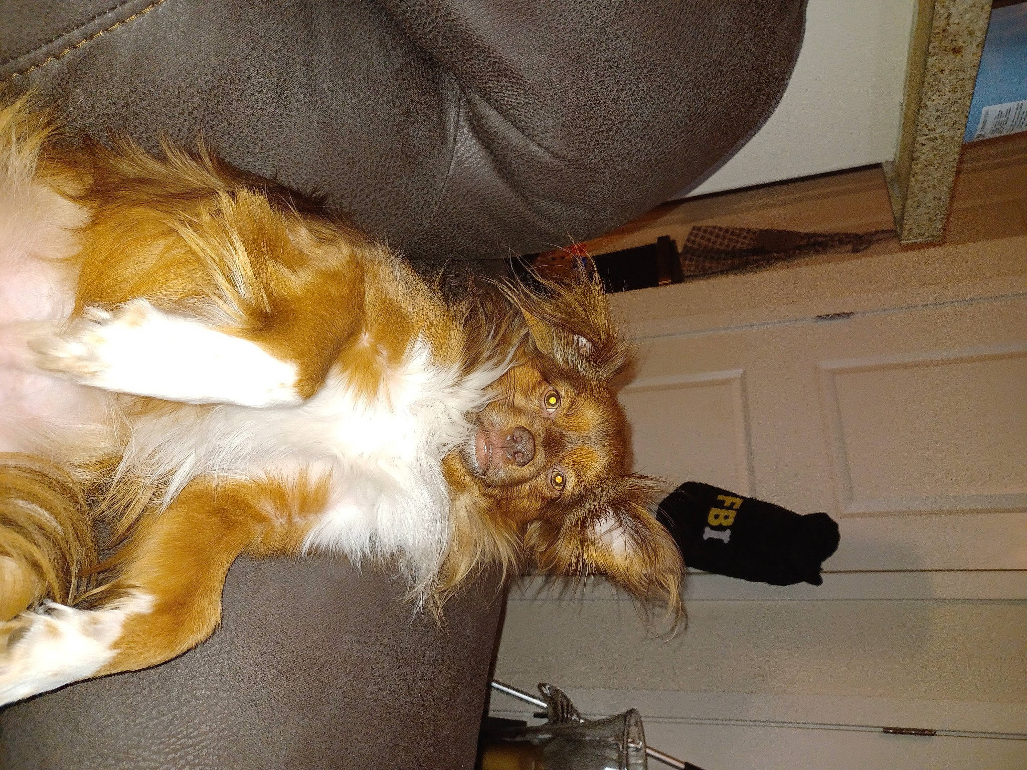 Riley is registered to the contest to win money with this photo: animal_product, canidae, carnivore, cat, claw, comfort, companion_dog, dog_breed, fawn, felidae, fur, human_leg, lap, paw, small_to_medium_sized_cats, sporting_group, tail, thigh, whiskers