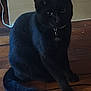animal, black_cat, cat, collar, cute, domestic_cat, eyes, feline, flooring, fur, indoor, mammal, pet, quiet, shadow, sitting, still, tail, whiskers, wooden_floor