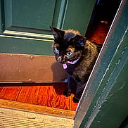 Stormy joined the competition — help win amazing prizes! animal, black_cat, blue_eyes, cat, collar, curiosity, curious, domestic_cat, door, doorway, feline, floor, green_door, house, indoor, looking, pet, pink_collar, tag, wooden_floor