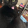 Stormy joined the competition — help win amazing prizes! black_cat, bookshelf, cat, closeup, collar, feline, floor, fur, furniture, green_eyes, home, indoor, jeans, lap, person, pet, portrait, relaxed, tag, whiskers
