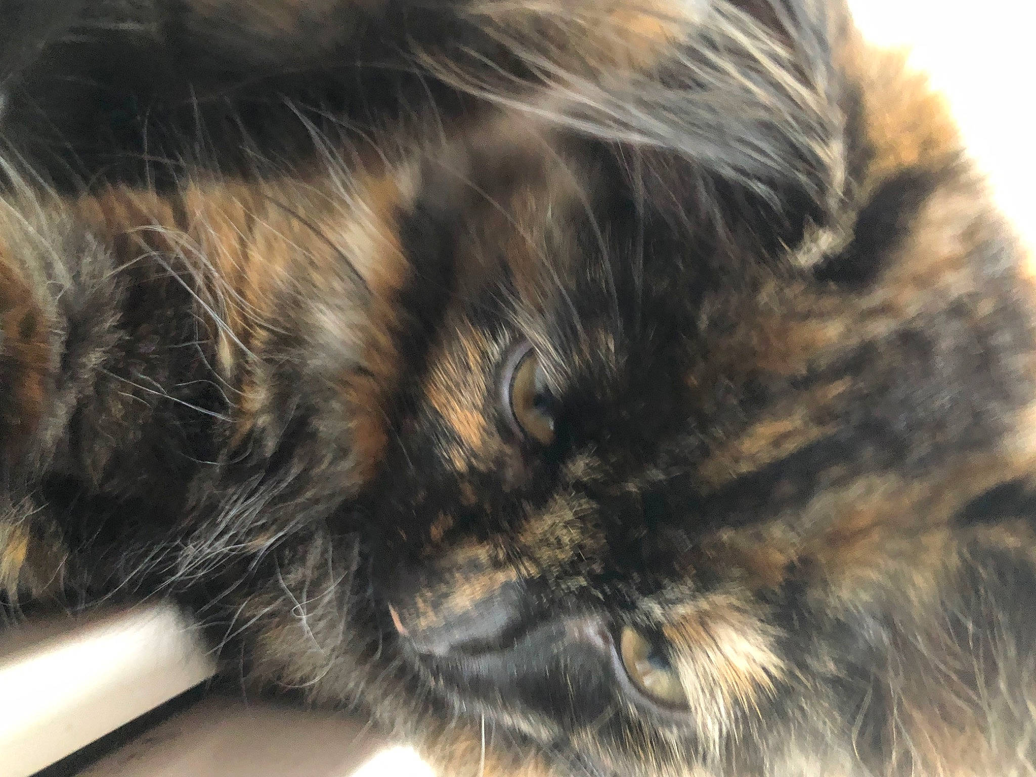 Jessie is registered to the contest to win money with this photo: carnivore, cat, close_up, domestic_short_haired_cat, felidae, fur, paw, small_to_medium_sized_cats, snout, terrestrial_animal, whiskers, wildlife
