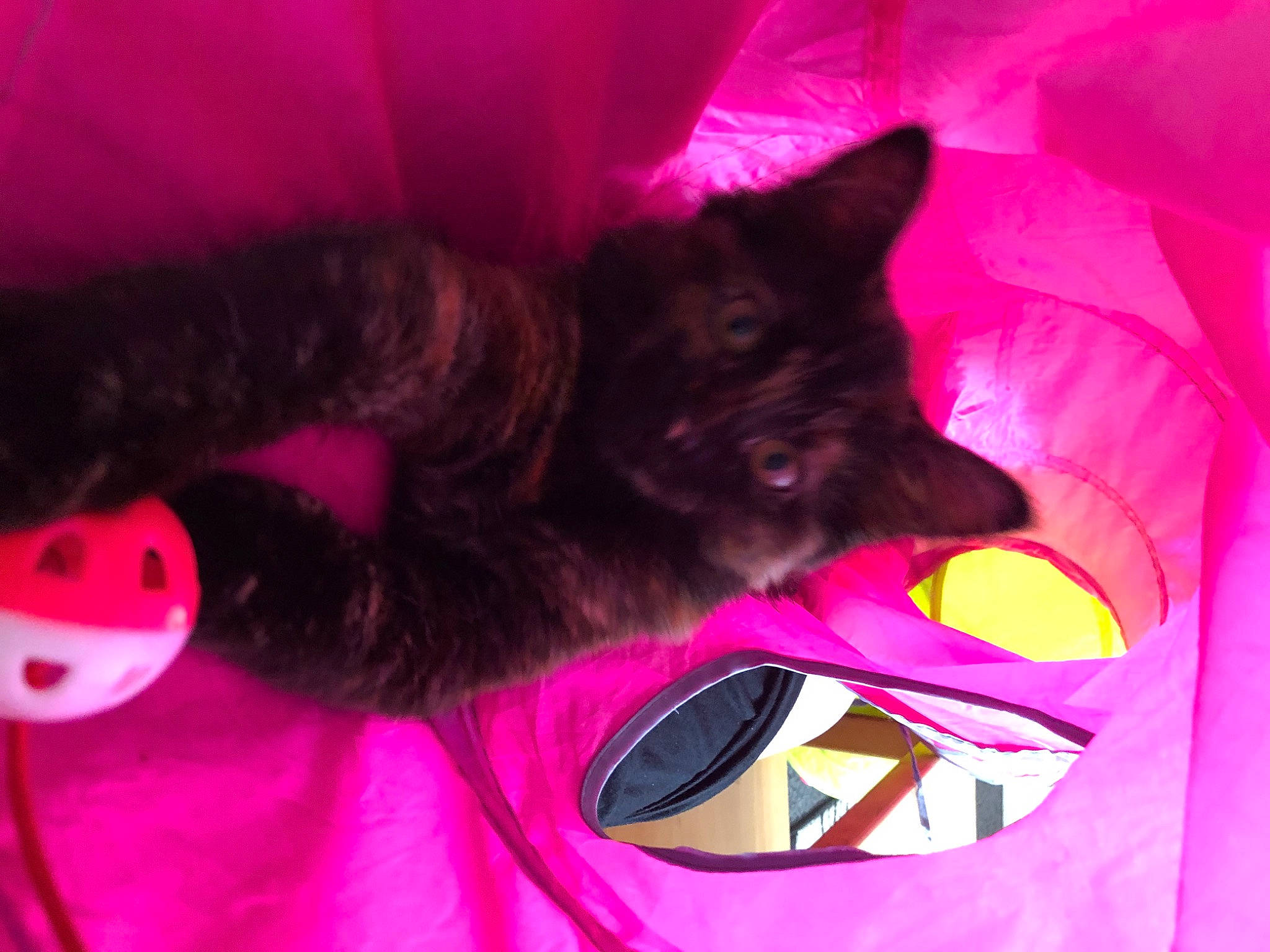 Jessie joined the competition — help win amazing prizes! carmine, carnivore, cat, comfort, companion_dog, dog_breed, felidae, fur, magenta, mammal, paw, personal_protective_equipment, pink, plant, purple, small_to_medium_sized_cats, tail, toy, violet, whiskers