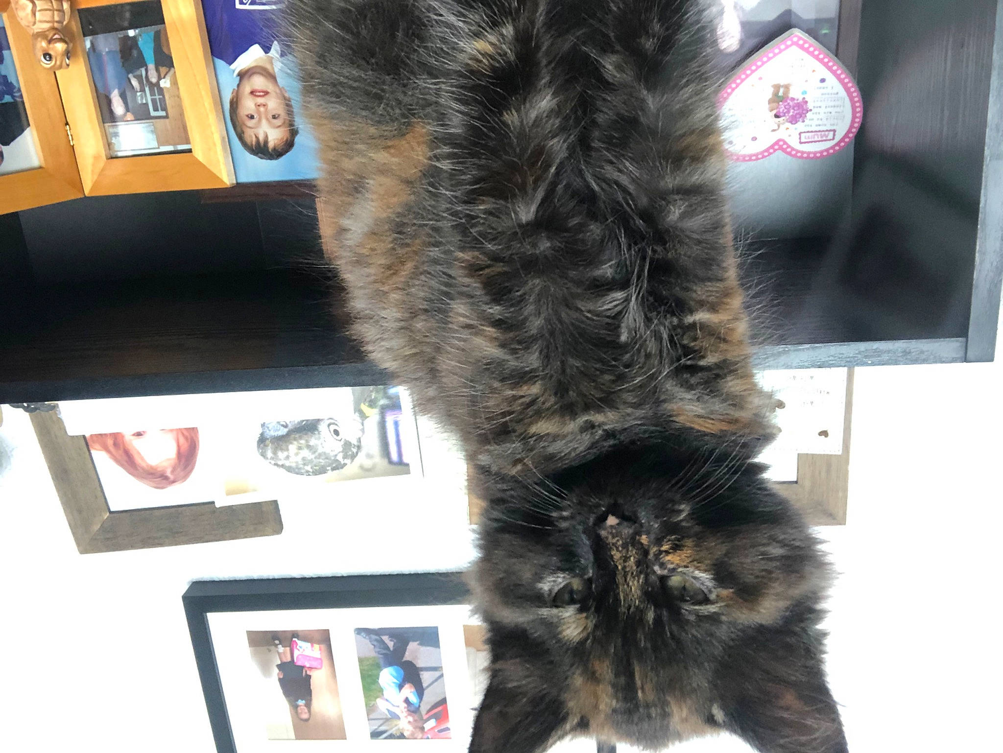 Jessie is registered to the contest to win money with this photo: canidae, carnivore, cat, claw, dog_breed, felidae, fur, human_leg, liver, natural_material, picture_frame, small_to_medium_sized_cats, sporting_group, tail, whiskers