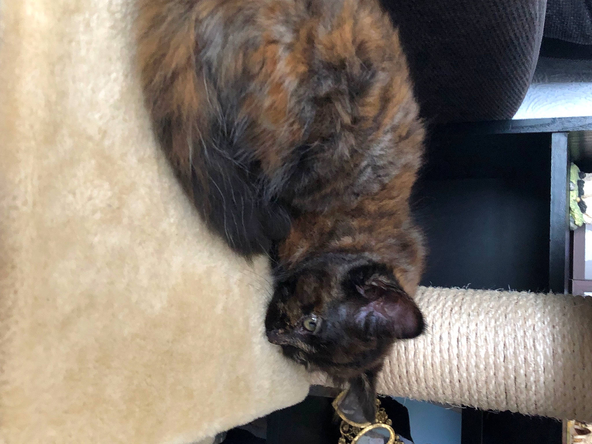 Jessie joined the competition — help win amazing prizes! black_cat, carnivore, cat, cat_supply, claw, comfort, dog_breed, domestic_short_haired_cat, fawn, felidae, flooring, fur, liver, nap, paw, small_to_medium_sized_cats, tail, terrestrial_animal, whiskers, wood