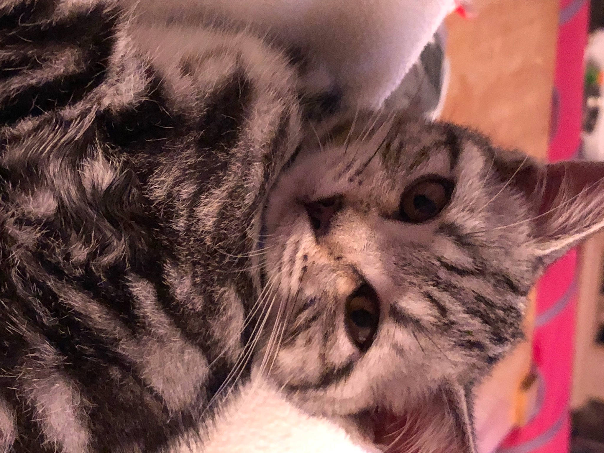 Grace joined the competition — help win amazing prizes! carnivore, cat, claw, close_up, comfort, domestic_short_haired_cat, ear, eye, felidae, fur, paw, small_to_medium_sized_cats, snout, terrestrial_animal, whiskers, wildlife