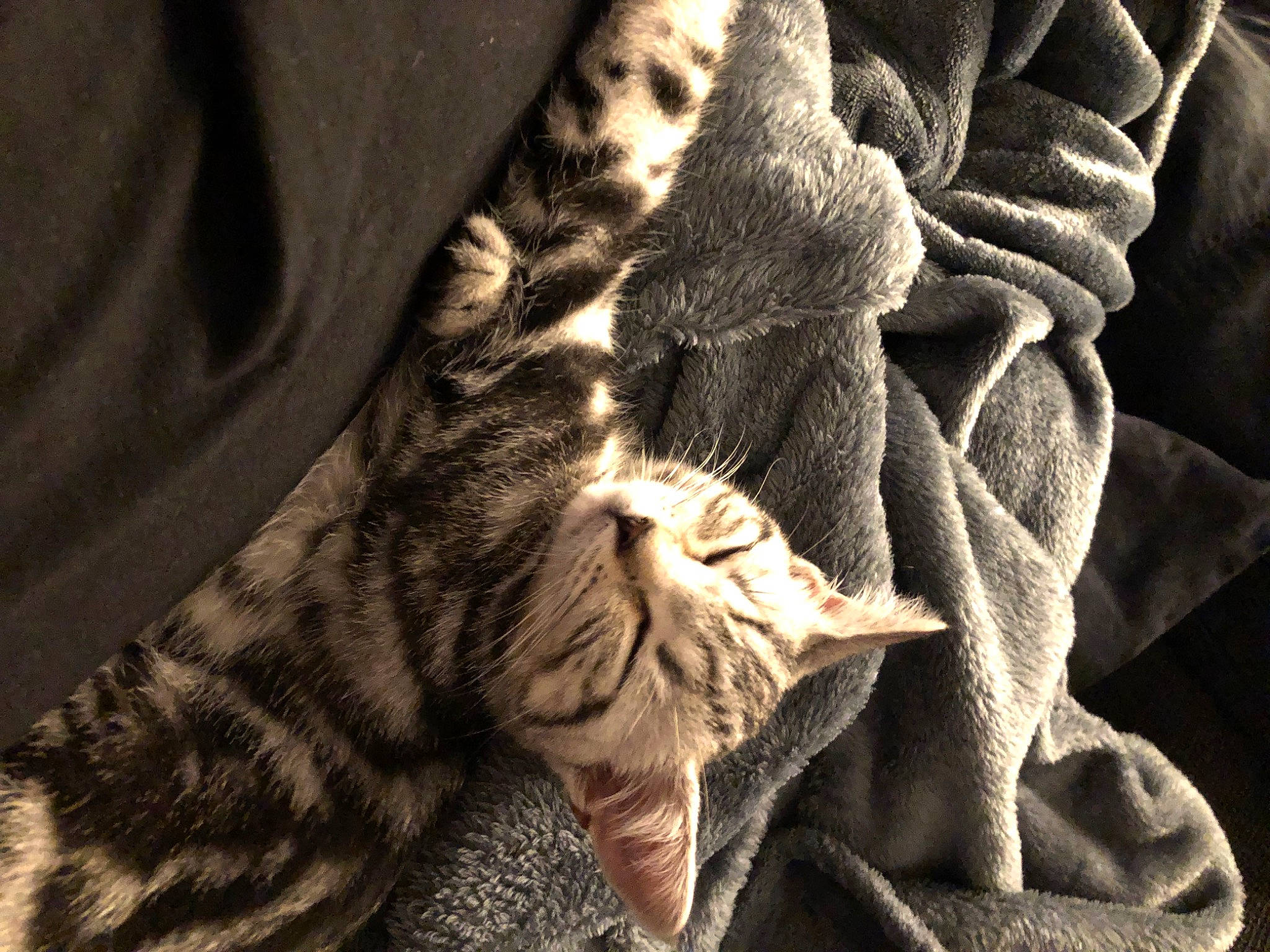 Grace is registered to the contest to win money with this photo: big_cats, carmine, carnivore, cat, comfort, domestic_short_haired_cat, fawn, felidae, fur, grey, human_leg, linens, monochrome, pattern, paw, small_to_medium_sized_cats, tail, terrestrial_animal, textile, whiskers