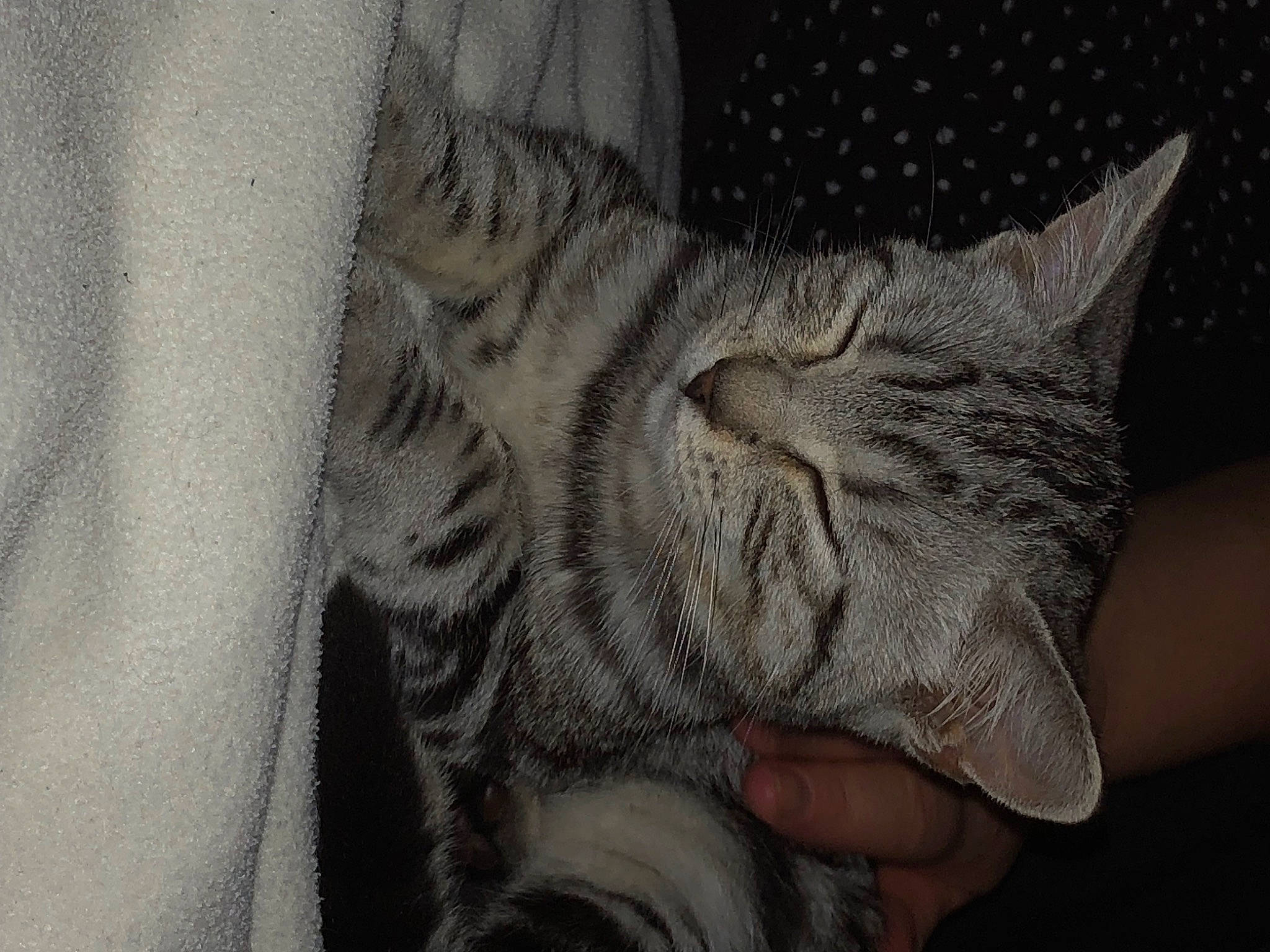 Grace joined the competition — help win amazing prizes! art, carnivore, cat, claw, comfort, domestic_short_haired_cat, felidae, fur, gesture, grey, human_leg, monochrome_photography, nail, paw, small_to_medium_sized_cats, snout, tail, whiskers, window, wrinkle