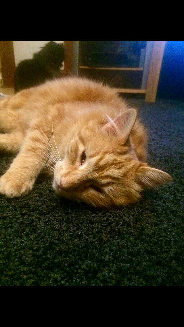 Doc participe au concours pour gagner de l'argent avec cette photo : cat, orange_cat, lying_down, carpet, indoor, black_dog, pet, furry, relaxed, sleepy, animal, domestic, furniture, home, cozy, background, soft_focus, whiskers, ears, floor
