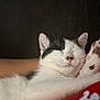 Abby participe au concours pour gagner de l'argent avec cette photo : cat, sleeping, black_and_white, paw, fur, whiskers, nose, closed_eyes, relaxed, cozy, domestic_animal, pet, cute, indoor, resting, feline, soft, comfort, animal, closeup