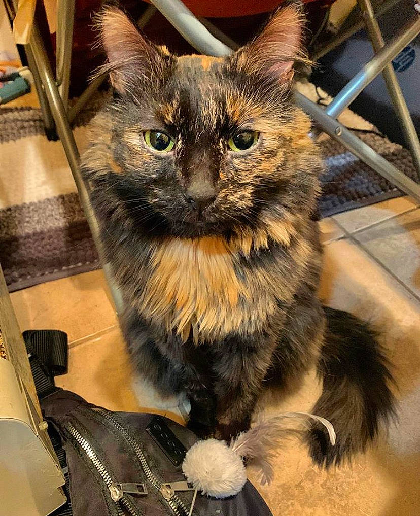 Gem is registered to the contest to win money with this photo: animal_shelter, asian, asian_semi_longhair, carnivore, cat, domestic_long_haired_cat, domestic_short_haired_cat, european_shorthair, fawn, felidae, fur, kitten, maine_coon, mammal, norwegian_forest_cat, small_to_medium_sized_cats, whiskers