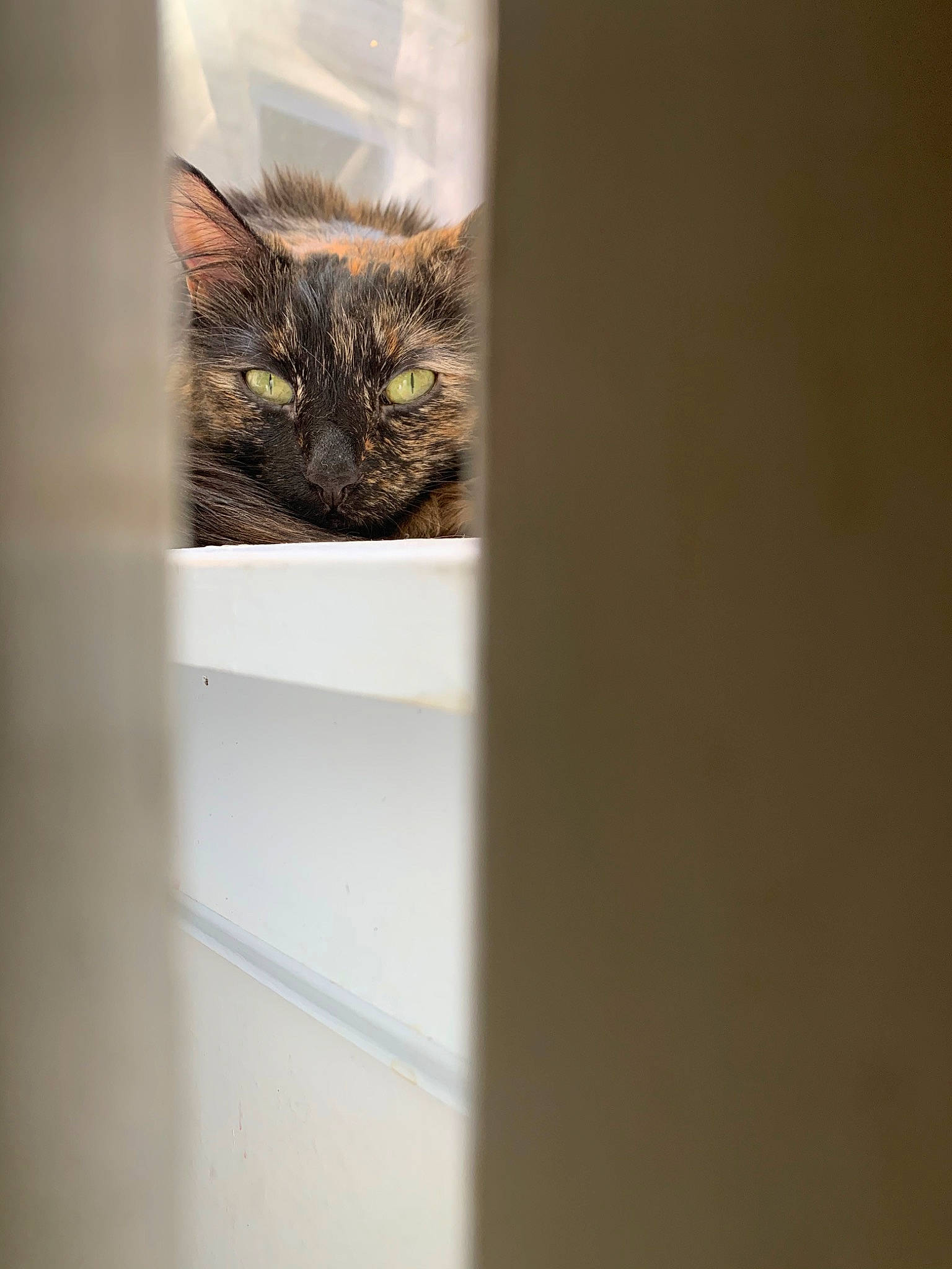 Emerald is registered to the contest to win money with this photo: carnivore, cat, domestic_short_haired_cat, european_shorthair, fawn, felidae, fur, kitten, room, small_to_medium_sized_cats, tabby_cat, whiskers, window