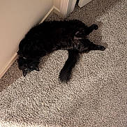 Lucifer joined the competition — help win amazing prizes! cat, black_cat, carpet, indoor, corner, fluffy, tail, pet, feline, laying, upside_down, eyes, whiskers, fur, baseboard, door_frame, cozy, relaxed, home_interior, floor