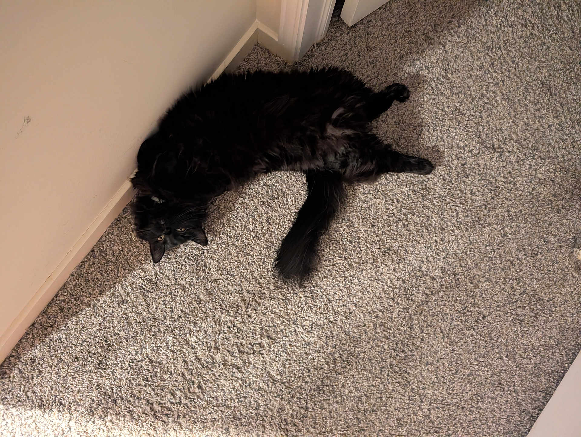 Lucifer joined the competition — help win amazing prizes! cat, black_cat, carpet, indoor, corner, fluffy, tail, pet, feline, laying, upside_down, eyes, whiskers, fur, baseboard, door_frame, cozy, relaxed, home_interior, floor