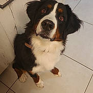 Vesper a rejoint le concours — aidez-le/la à gagner de superbes lots ! dog, bernese_mountain_dog, pet, animal, indoor, floor, tile, kitchen, cabinet, fur, black, white, brown, collar, cute, looking_up, sitting, ears, nose, paw