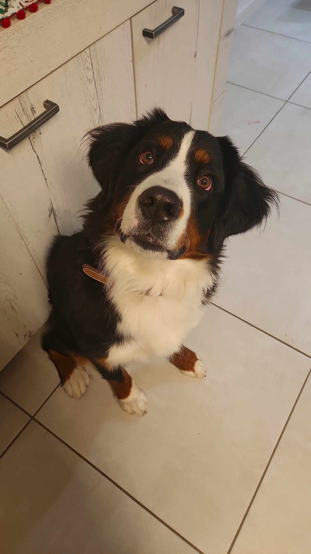 Vesper a rejoint le concours — aidez-le/la à gagner de superbes lots ! dog, bernese_mountain_dog, pet, animal, indoor, floor, tile, kitchen, cabinet, fur, black, white, brown, collar, cute, looking_up, sitting, ears, nose, paw