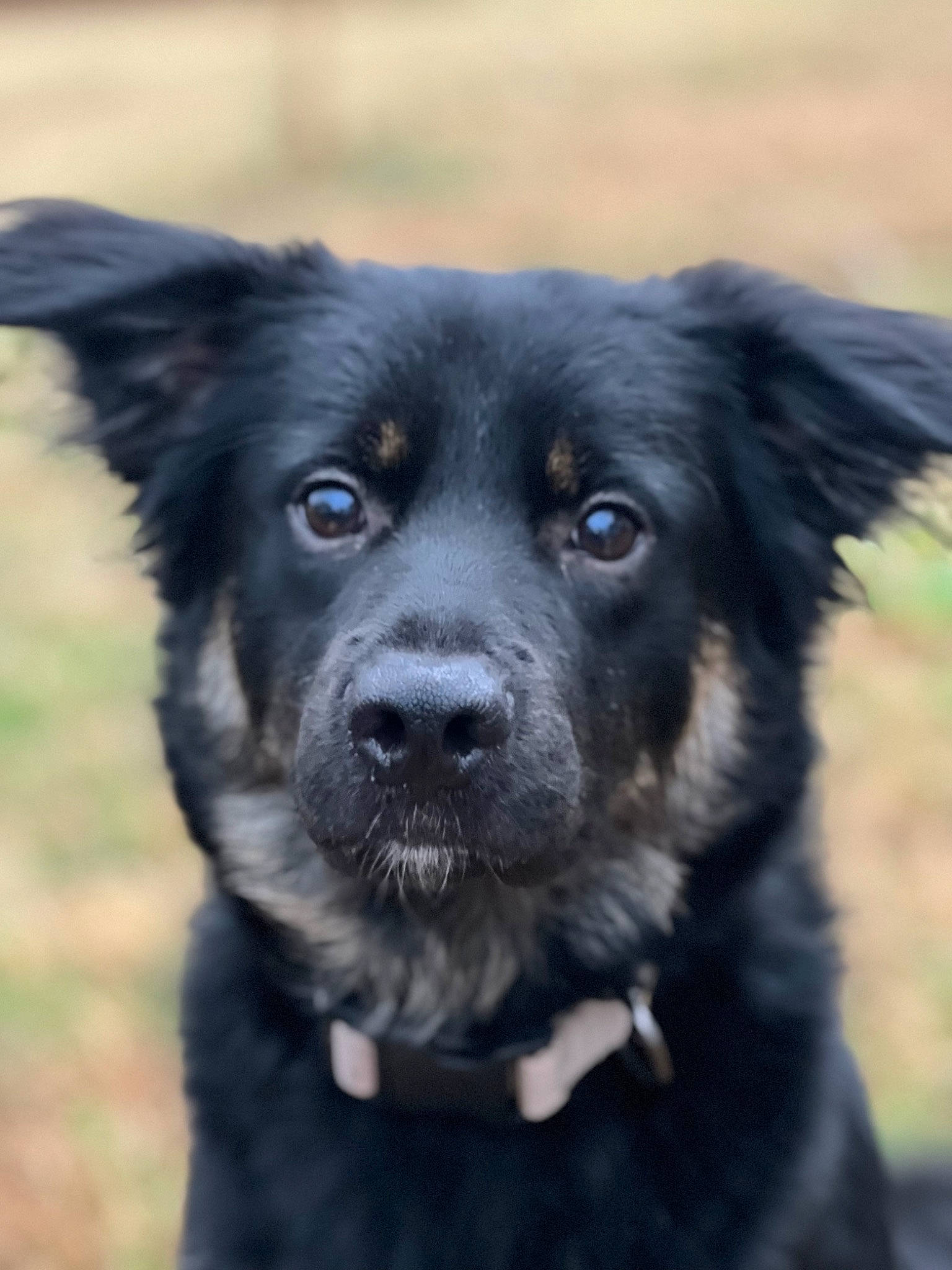 Bear joined the competition — help win amazing prizes! borador, canidae, carnivore, companion_dog, dog, dog_breed, dog_collar, electric_blue, fur, plant, puppy, snout, sporting_group, terrestrial_animal, whiskers, working_animal, working_dog