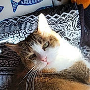 Sam joined the competition — help win amazing prizes! cat, sunlight, blanket, patterned, whiskers, green_eyes, plush_toy, pillow, fish_pattern, indoor, relaxed, cozy, fur, pet, resting, closeup, animal, cute, home, soft