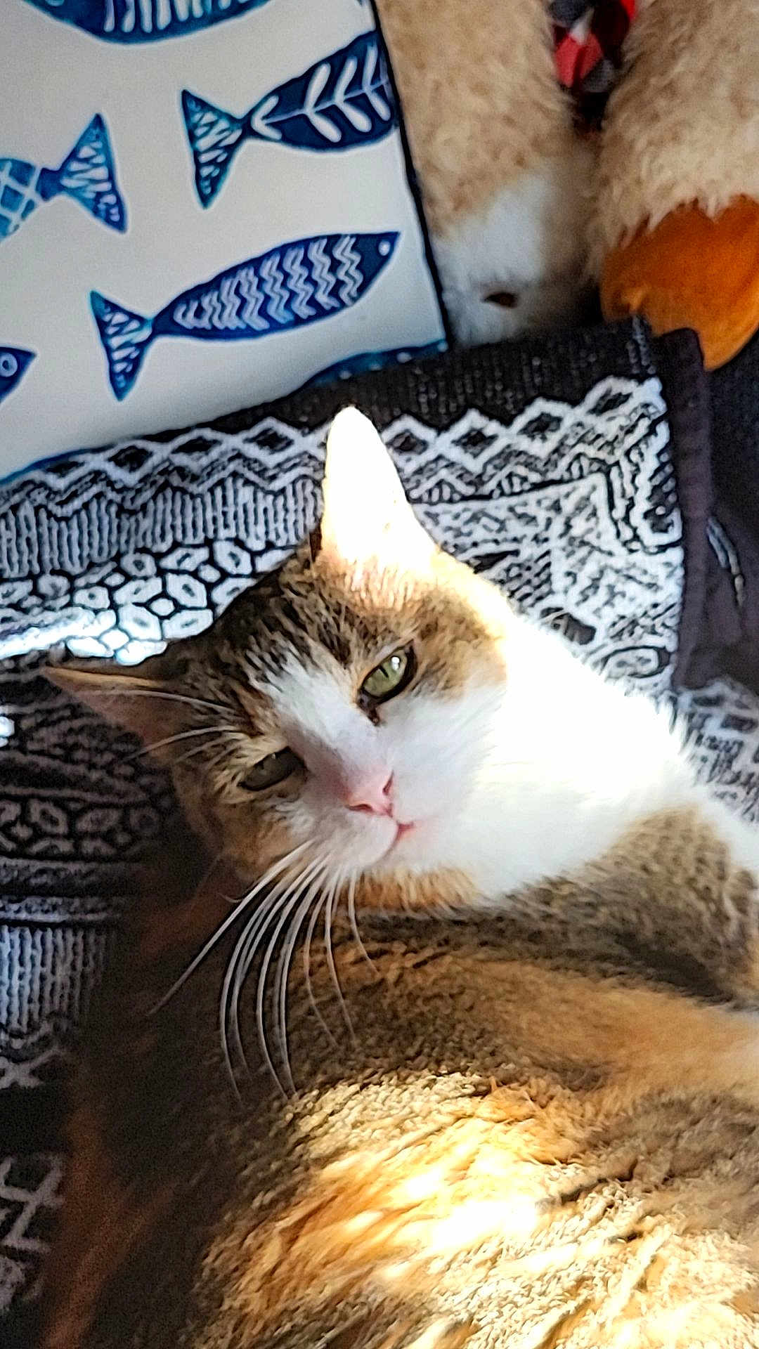 Sam joined the competition — help win amazing prizes! cat, sunlight, blanket, patterned, whiskers, green_eyes, plush_toy, pillow, fish_pattern, indoor, relaxed, cozy, fur, pet, resting, closeup, animal, cute, home, soft