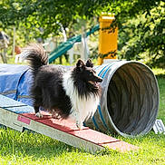 Ultime a rejoint le concours — aidez-le/la à gagner de superbes lots ! active, agility_equipment, animal, black_and_white, canine, daylight, dog, fluffy, fur, grass, happy, nature, outdoor, park, pet, playful, ramp, sunlight, trees, tunnel