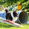 active, agility_equipment, animal, black_and_white, canine, daylight, dog, fluffy, fur, grass, happy, nature, outdoor, park, pet, playful, ramp, sunlight, trees, tunnel