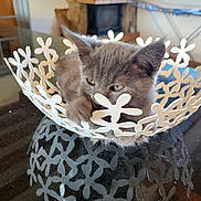 Alya participe au concours pour gagner de l'argent avec cette photo : kitten, cat, gray_cat, bowl, decorative, metal, paw, table, reflection, indoor, living_room, fireplace, window, curious, pet, animal, feline, home, cozy, playful