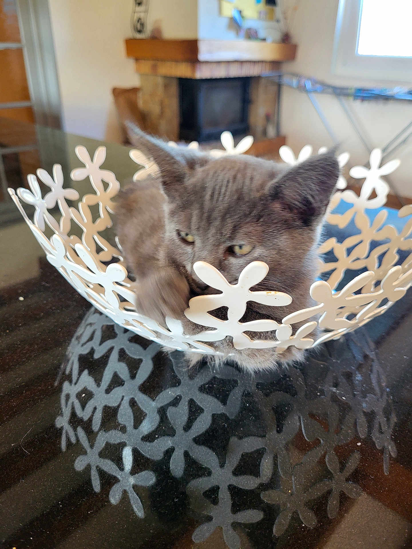 Alya participe au concours pour gagner de l'argent avec cette photo : kitten, cat, gray_cat, bowl, decorative, metal, paw, table, reflection, indoor, living_room, fireplace, window, curious, pet, animal, feline, home, cozy, playful