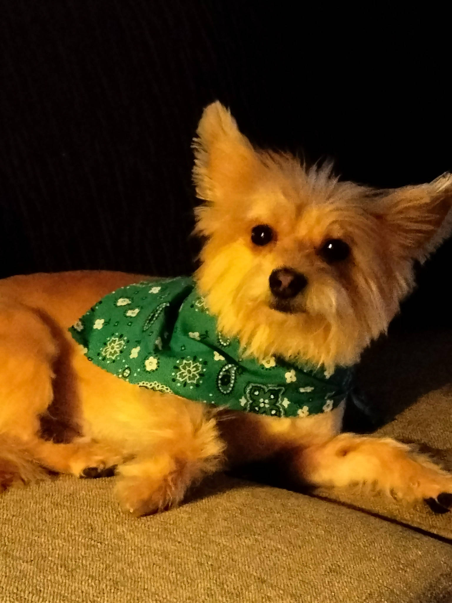 Beat joined the competition — help win amazing prizes! biewer_terrier, canidae, carnivore, companion_dog, dog, dog_breed, dog_clothes, dog_supply, fashion_accessory, fawn, fur, maltepoo, small_terrier, snout, sporting_group, terrier, toy_dog, working_animal, working_terrier, yorkipoo