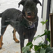 Rmine participe au concours pour gagner de l'argent avec cette photo : animal, backyard, canine, dog, grass, herbal, herbs, jar, leaf, nature, outdoors, pet, plant, planter, pottedplant, pottery, puppy, slate, vase, yard
