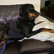 Rmine participe au concours pour gagner de l'argent avec cette photo : black_dog, brown_dog, collar, couch, dog, domestic_animal, furniture, houseplant, indoor, leather, living_room, paw, pet, pillow, plant, relaxed, resting, side_view, tongue_out, window