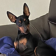 Vulcain participe au concours pour gagner de l'argent avec cette photo : dog, small_dog, black_and_tan, perked_ears, miniature_pinscher, pet, sofa, leather_sofa, purple_blanket, blanket, indoor, portrait, relaxed, resting, looking_at_camera, canine, domestic_animal, home, cute, companionship