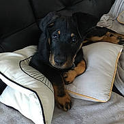 Ossia a rejoint le concours — aidez-le/la à gagner de superbes lots ! beauceron, canidae, carnivore, companion_dog, dog, dog_breed, furniture, guard_dog, hovawart, huntaway, jagdterrier, linens, mammal, pillow, puppy, rottweiler, smaland_hound, sporting_group