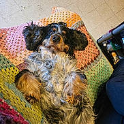 Noe participe au concours pour gagner de l'argent avec cette photo : animal, companion, cozy, crocheted_blanket, curious, cute, dog, ears_flopped, floor_tiles, fluffy, fur, home, indoor, lying_down, mammal, multicolor_blanket, paws_up, pet, relaxed, resting