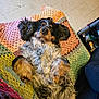 animal, companion, cozy, crocheted_blanket, curious, cute, dog, ears_flopped, floor_tiles, fluffy, fur, home, indoor, lying_down, mammal, multicolor_blanket, paws_up, pet, relaxed, resting