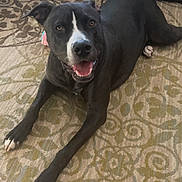 Ziggy joined the competition — help win amazing prizes! animal, black_dog, canine, carpet, couch, dog, domestic_animal, ears, floor, front_paws, happy, home, indoor, looking_up, lying_down, mouth_open, patterned_carpet, pet, tail, white_markings