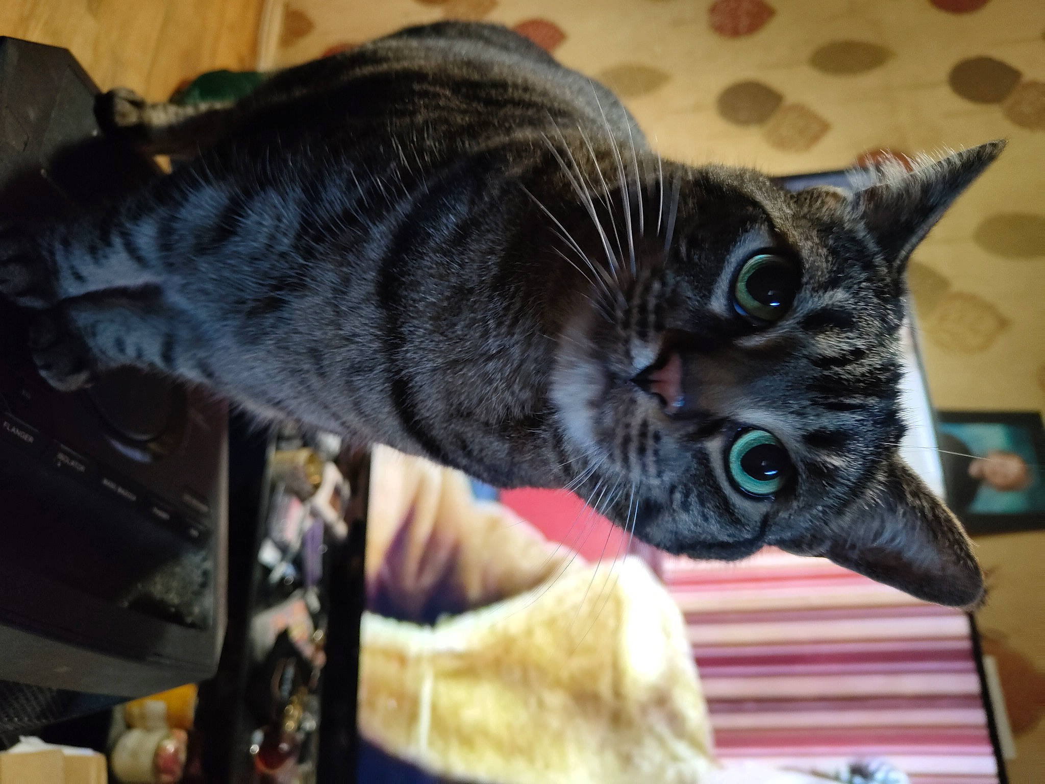 Sheba is registered to the contest to win money with this photo: black_cat, carnivore, cat, claw, comfort, domestic_short_haired_cat, ear, felidae, fur, paw, plant, small_to_medium_sized_cats, terrestrial_animal, whiskers