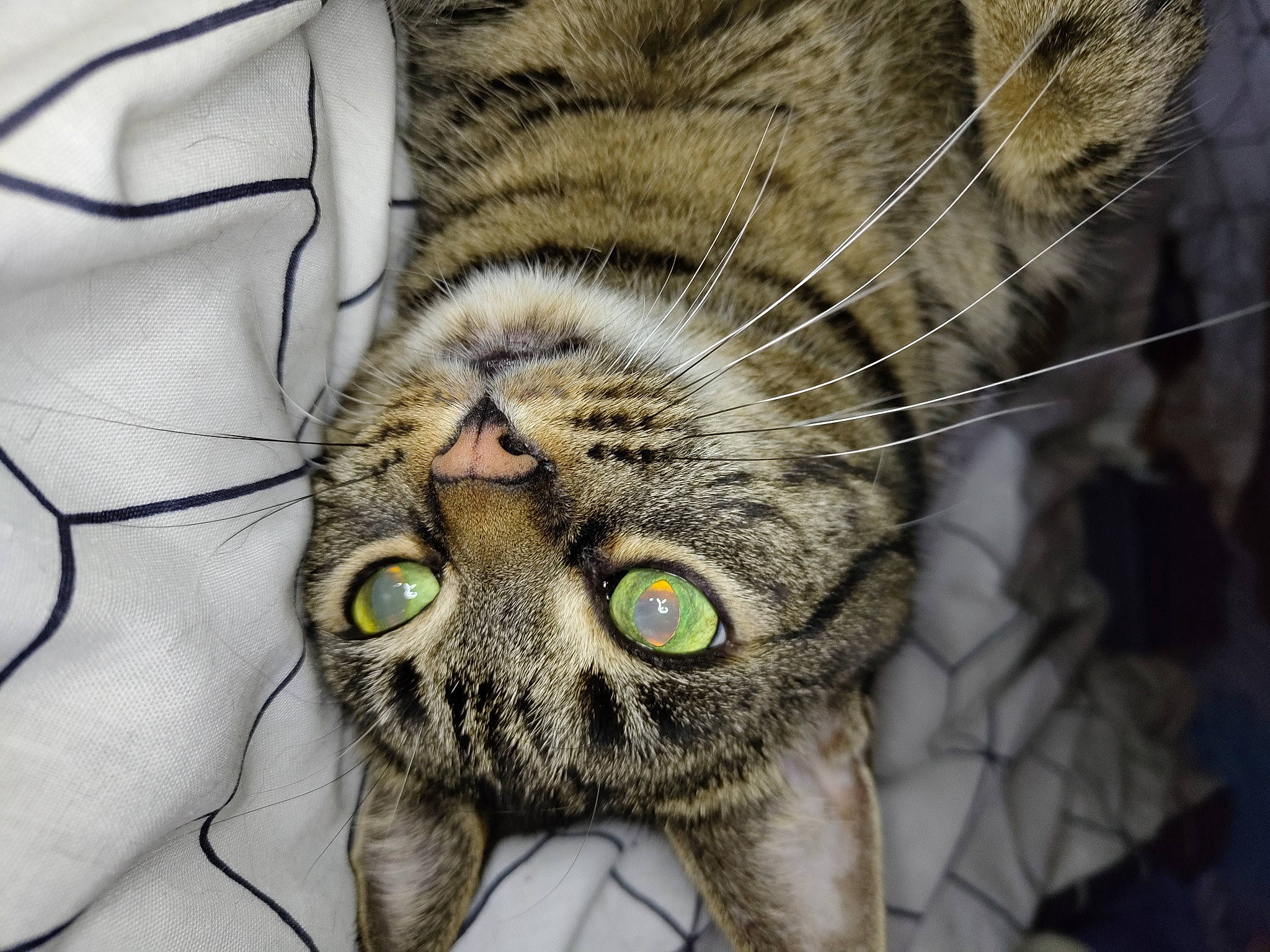 Sheba joined the competition — help win amazing prizes! carnivore, cat, claw, close_up, comfort, domestic_short_haired_cat, ear, felidae, fur, head, nose, organism, paw, small_to_medium_sized_cats, snout, tail, terrestrial_animal, whiskers, wildlife, wrinkle