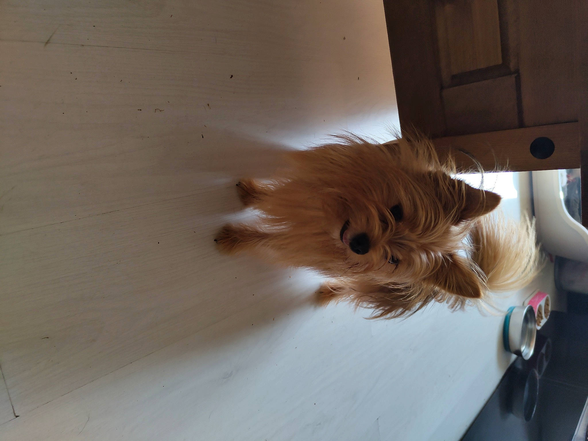 Buddy joined the competition — help win amazing prizes! canidae, carnivore, companion_dog, dog, dog_breed, fawn, felidae, flooring, fur, german_spitz, hardwood, liver, small_to_medium_sized_cats, snout, sporting_group, tail, toy_dog, whiskers, wood, working_animal