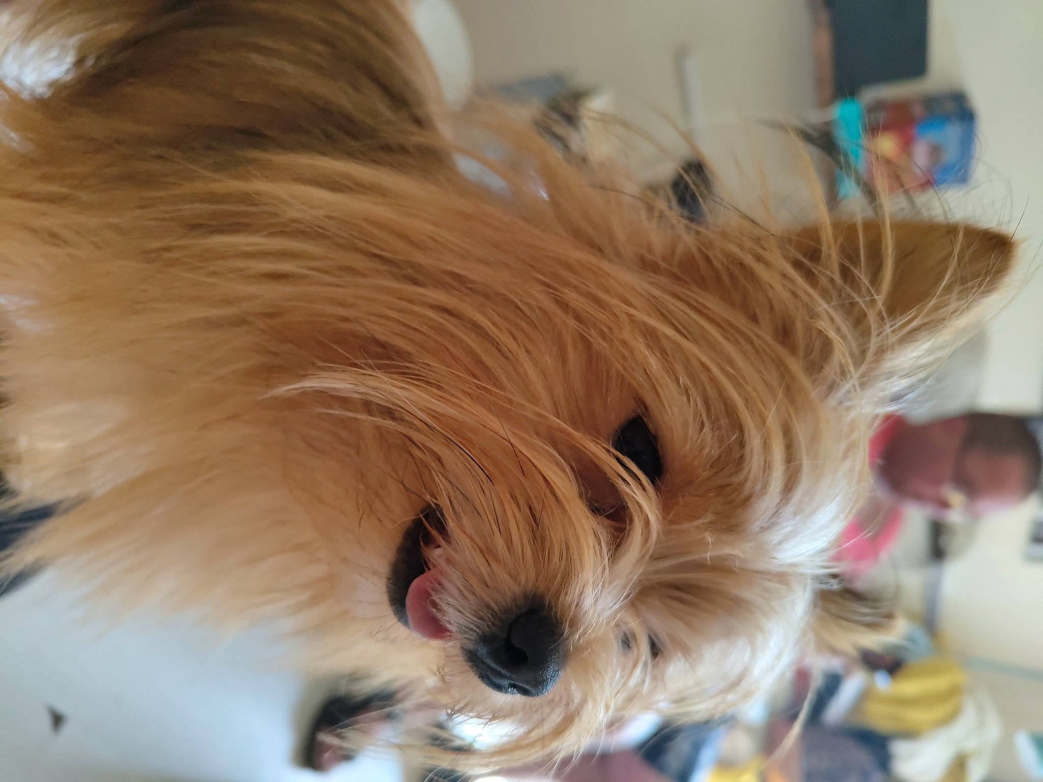 Buddy joined the competition — help win amazing prizes! brown_hair, canidae, carnivore, companion_dog, dog, dog_breed, dog_supply, fawn, felidae, fur, german_spitz, liver, small_terrier, snout, spitz, sporting_group, terrier, toy_dog, whiskers, working_animal