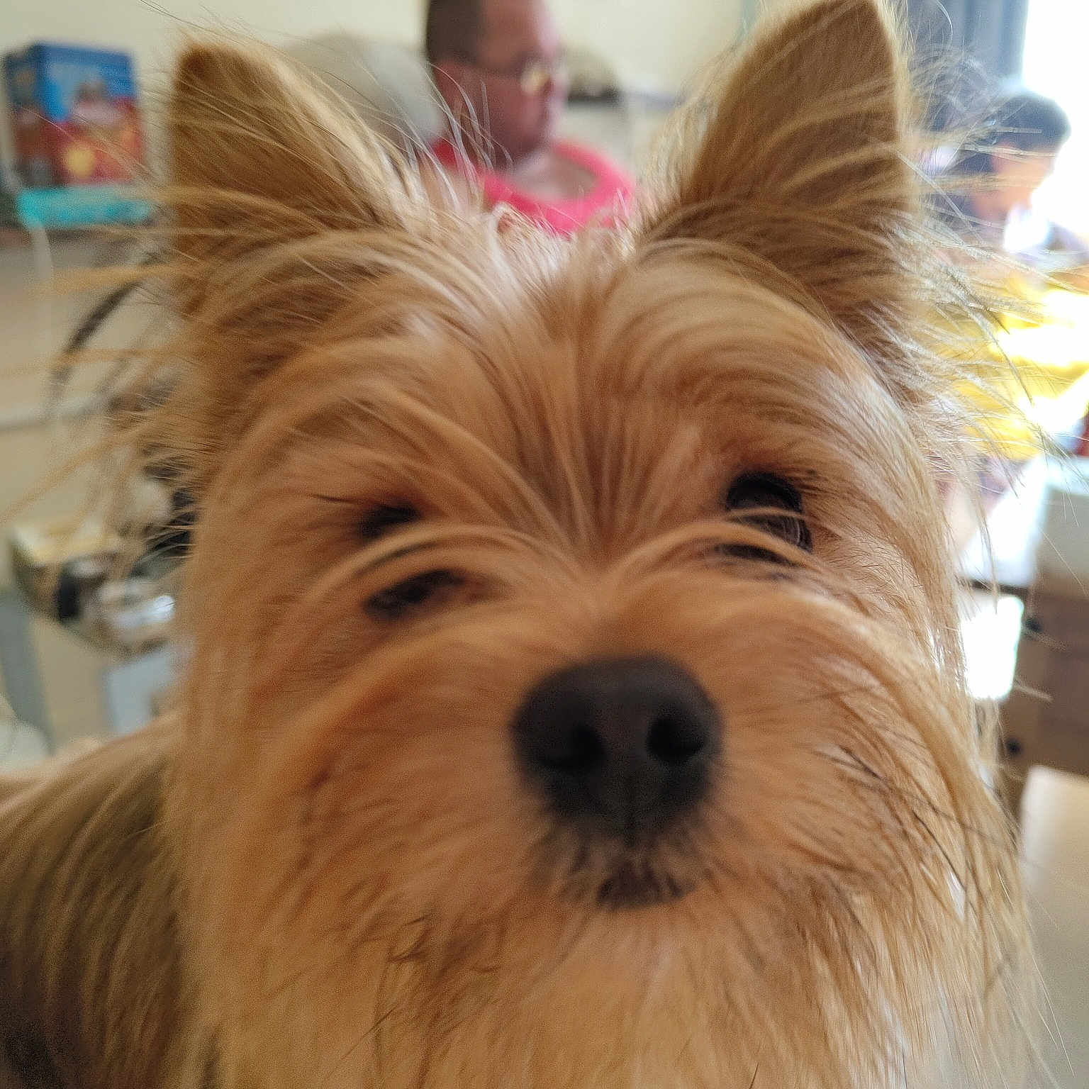 Buddy