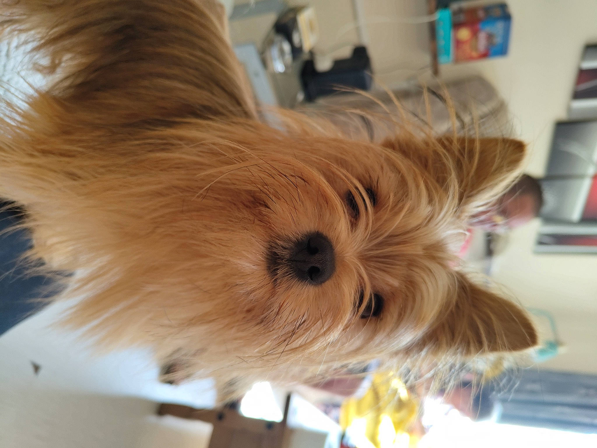 Buddy joined the competition — help win amazing prizes! canidae, carnivore, companion_dog, dog, dog_breed, dog_supply, fashion_accessory, fawn, flooring, fur, liver, small_terrier, snout, sporting_group, terrier, toy_dog, whiskers, wood, working_animal, yorkshire_terrier