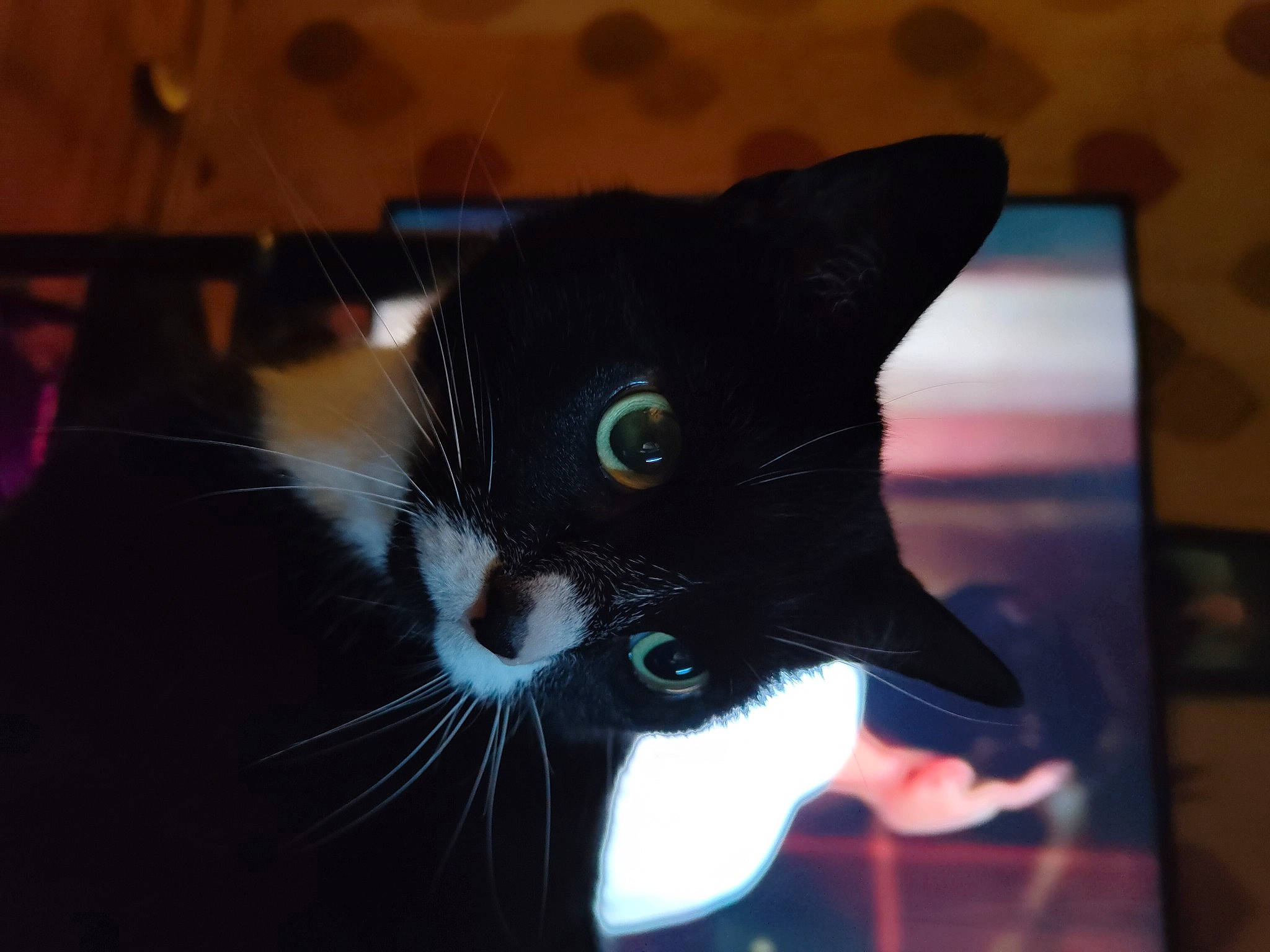 Daisy joined the competition — help win amazing prizes! black_cat, carnivore, cat, comfort, darkness, domestic_short_haired_cat, ear, electric_blue, felidae, fur, paw, small_to_medium_sized_cats, snout, tail, tints_and_shades, whiskers, window