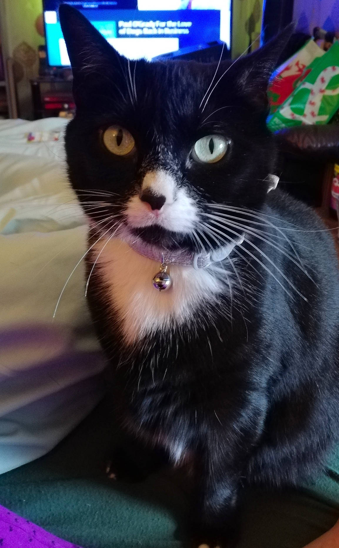 Daisy is registered to the contest to win money with this photo: black_cat, carnivore, cat, claw, collar, comfort, domestic_short_haired_cat, electric_blue, felidae, formal_wear, fur, small_to_medium_sized_cats, snout, tail, terrestrial_animal, whiskers