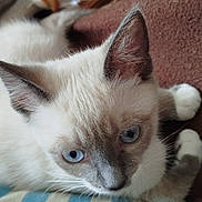 Azure participe au concours pour gagner de l'argent avec cette photo : cat, blue_eyes, cream_fur, gray_fur, close_up, pet, animal, feline, whiskers, ears, paws, lying_down, curious, indoor, texture, brown_background, fur, cute, domestic_cat, portrait