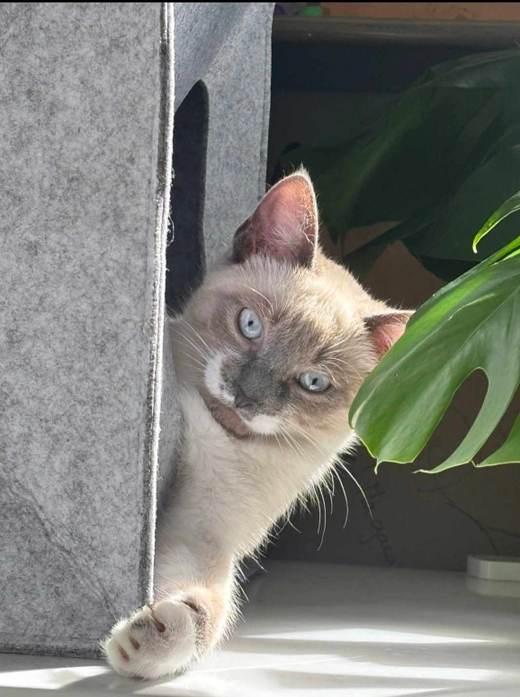 Azure participe au concours pour gagner de l'argent avec cette photo : cat, curious, blue_eyes, paw, felt_structure, indoor, plant_leaf, light, shadow, pet, cute, animal, whiskers, feline, playful, cozy, closeup, fur, home, peeking