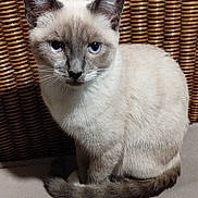 Azure a rejoint le concours — aidez-le/la à gagner de superbes lots ! animal, blue_eyes, cat, cute, domestic_animal, ears, feline, fur, furniture, household, indoor, looking, mammal, pet, portrait, resting, siamese_cat, sitting, tail, whiskers