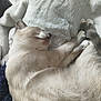 Azure participe au concours pour gagner de l'argent avec cette photo : cat, sleeping, fur, cozy, blanket, indoor, relaxing, pet, cute, animal, whiskers, paws, resting, soft, feline, comfort, nap, domestic, mammal, peaceful