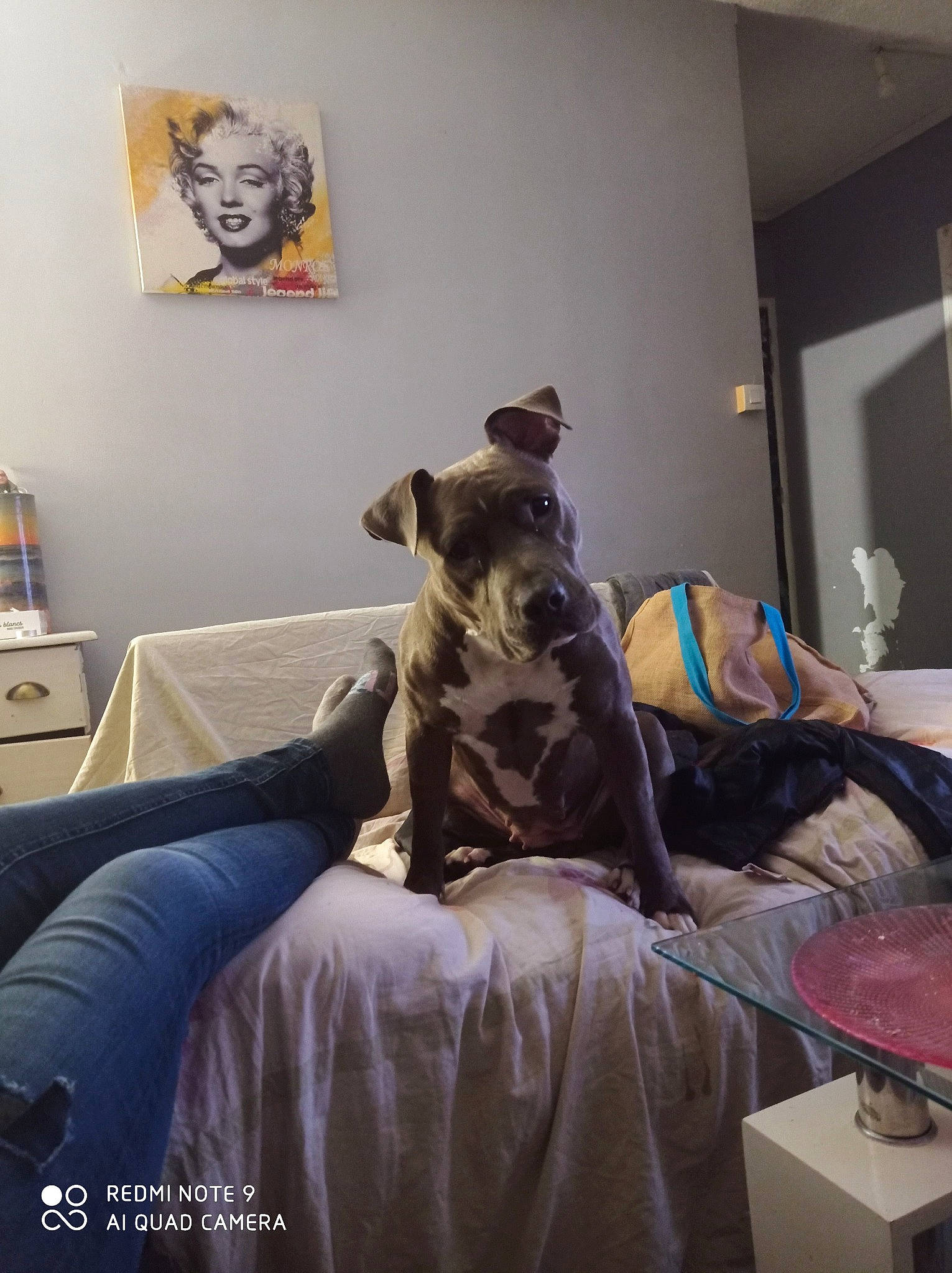 Dyna a rejoint le concours — aidez-le/la à gagner de superbes lots ! bedding, bedroom, carnivore, comfort, companion_dog, couch, dog, dog_breed, fawn, floor, flooring, grey, hardwood, interior_design, linens, living_room, picture_frame, purple, textile, wood